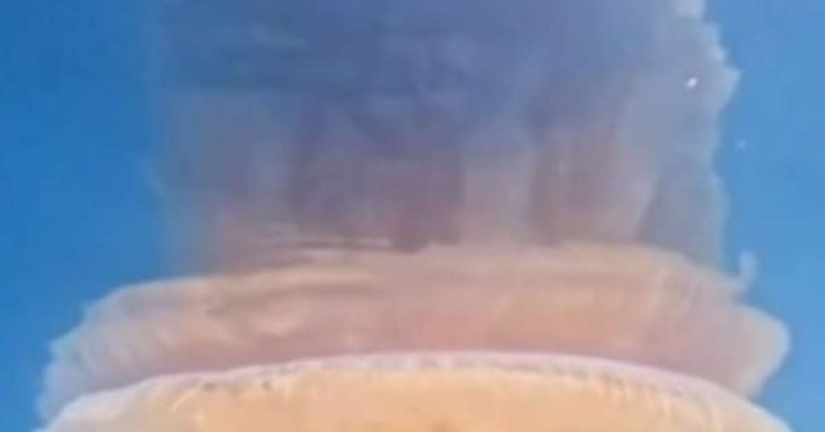 Água-viva rara e gigantesca causa espanto no litoral do Brasil