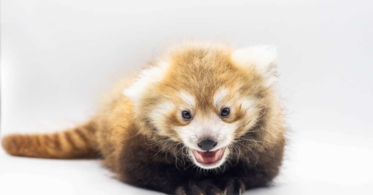 赤パンダ Quase extinto, panda-vermelho nasce em zoo em Buffalo