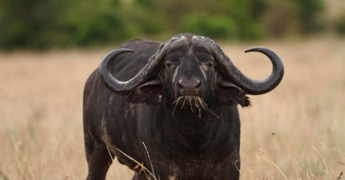 Conhecido como 'peste-negra', búfalo-do-cabo é espécie temida na África