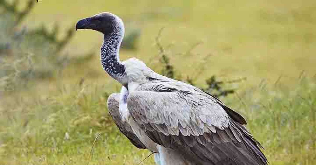 Abutres têm fama de mau agouro, mas são mais importantes do que muitos imaginam