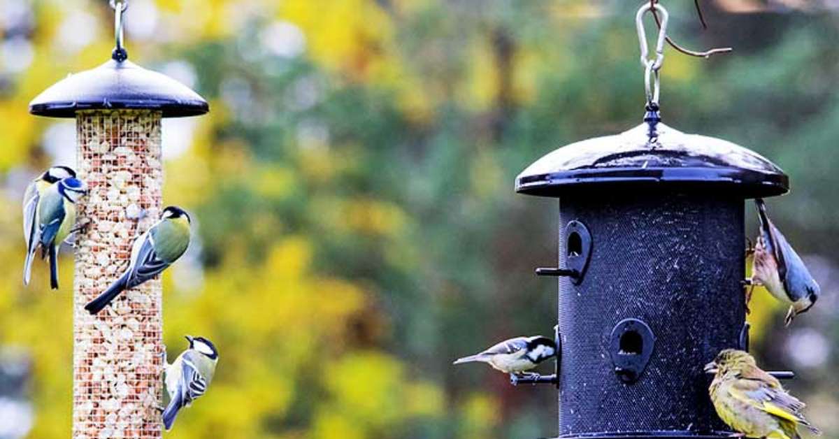 Descubra o que os pássaros adoram comer