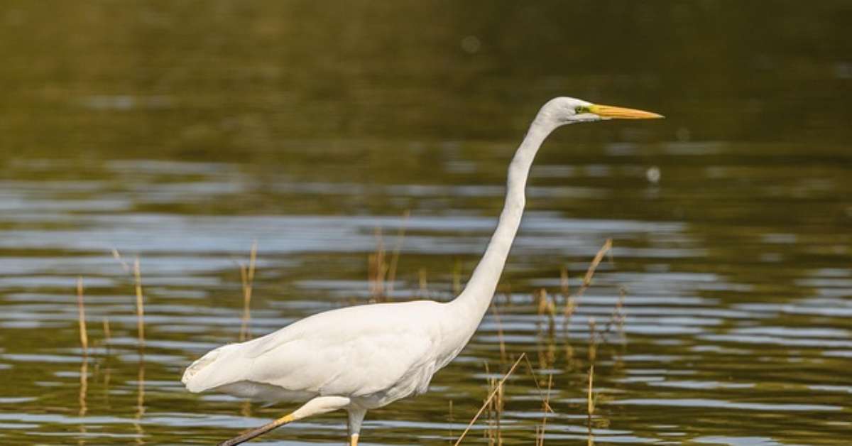 A beleza e a importância das garças nos ecossistemas