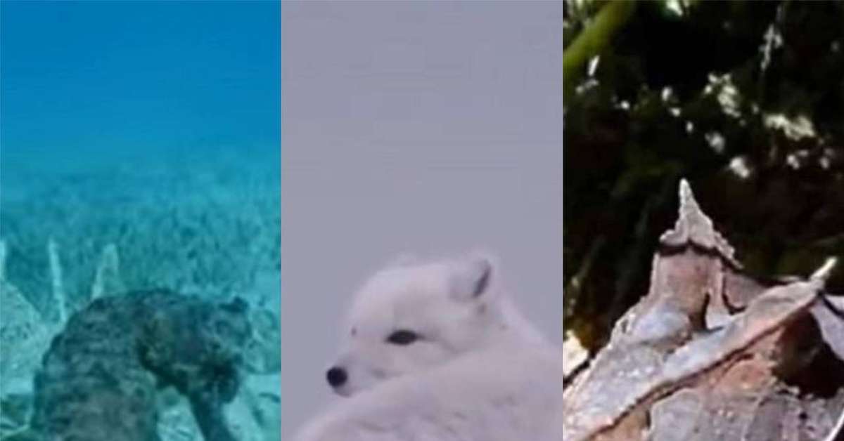 O dom natural da camuflagem de alguns animais