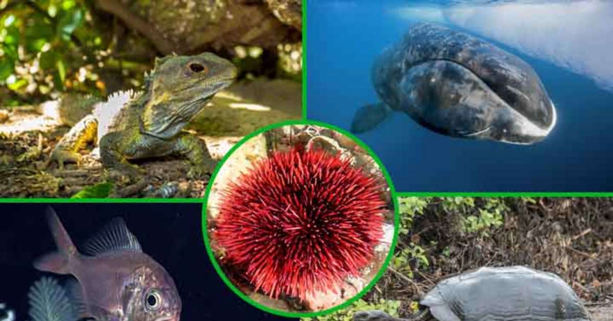 Longevidade! Veja os animais que vivem mais tempo