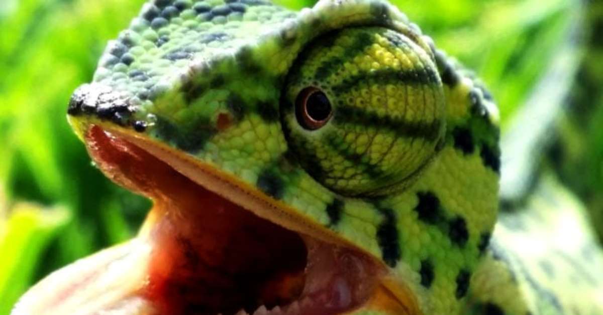 Camaleões impressionam pela capacidade de camuflagem