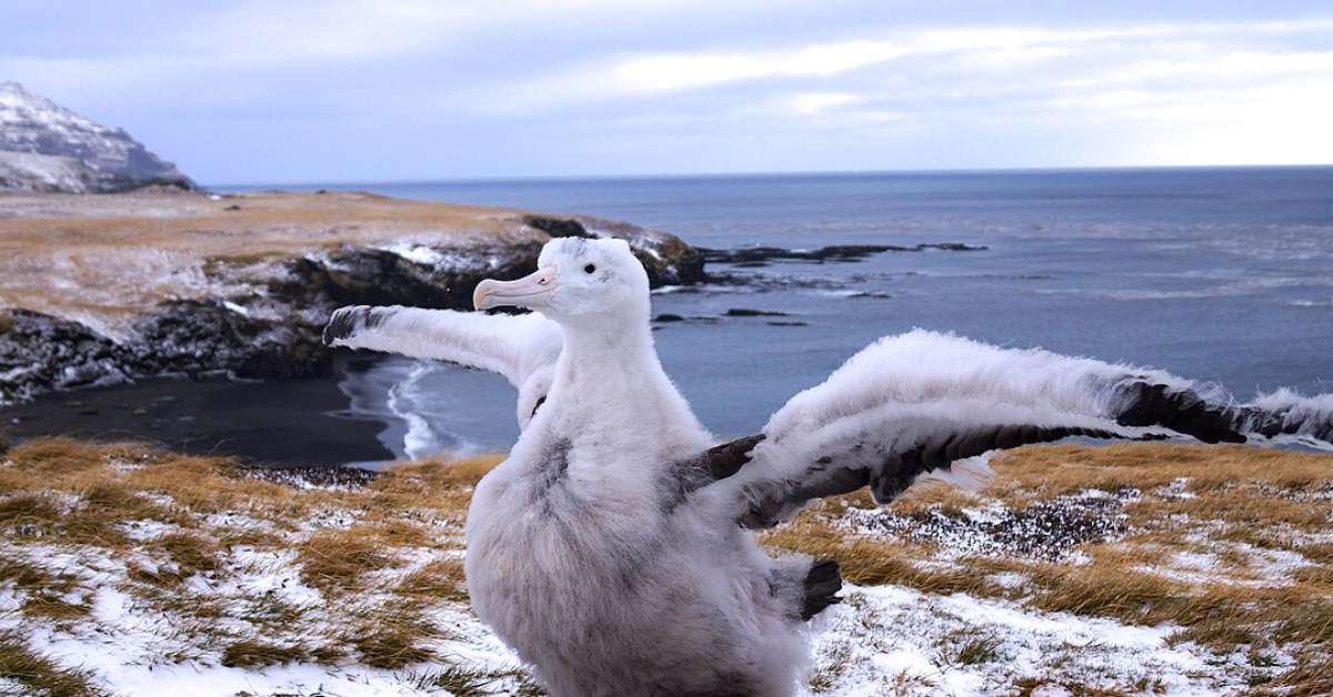 Além do voo; as aves que se destacam pelo porte gigante