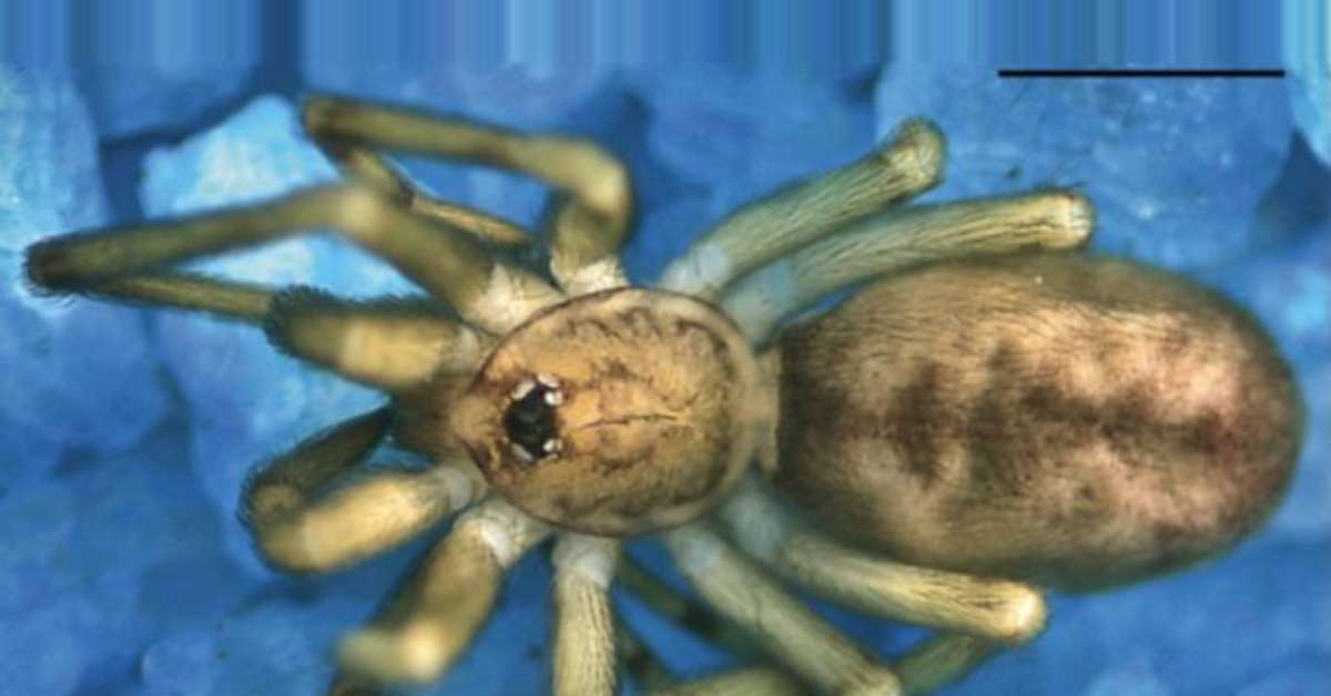 Banda de rock Pink Floyd inspira nome de nova espécie de aranha descoberta na América do Sul