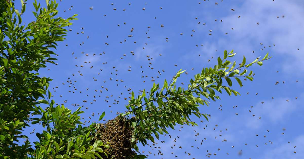 Saiba como afastar abelhas com medidas simples e substâncias naturais