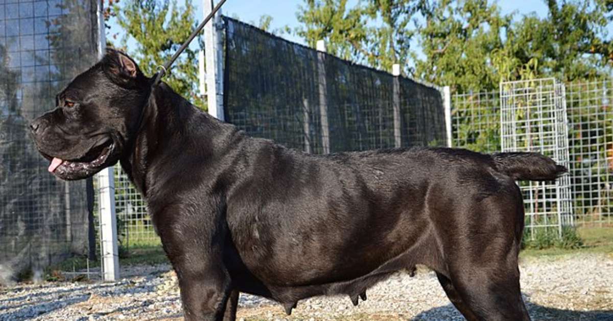 Cães de guarda unem proteção, lealdade e inteligência