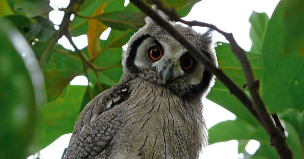 Corujas são associadas à sorte, mas também ao mistério e à morte