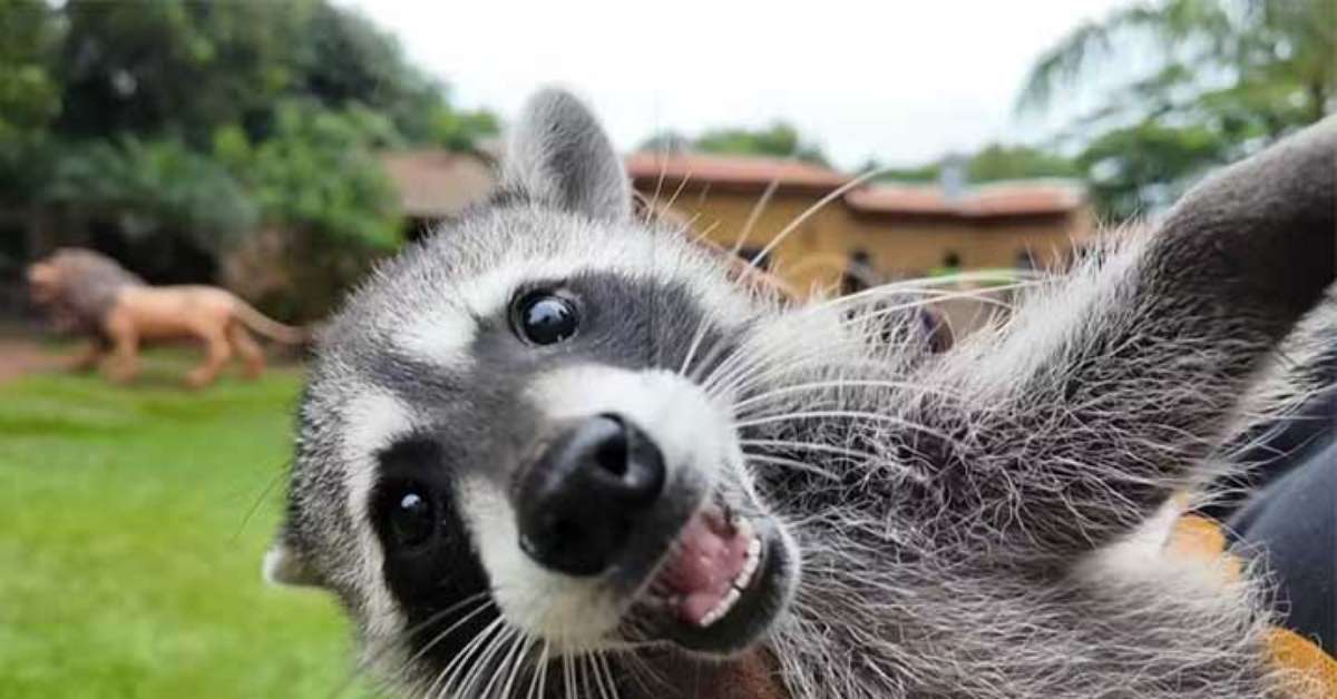 Zoológico de São Paulo registra primeiro filhote de guaxinim norte-americano do Brasil