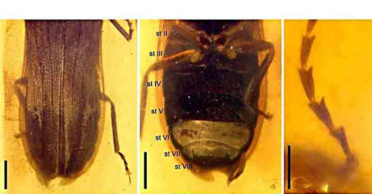 O encanto dos vaga-lumes e sua importância no planeta