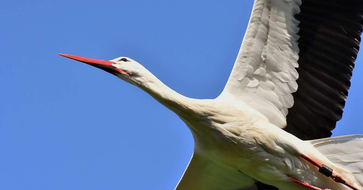 Cegonha aparece como símbolo de fertilidade em diferentes culturas