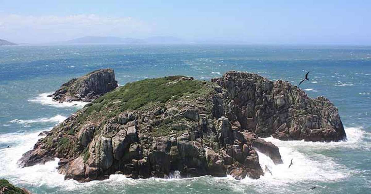 Mamífero raríssimo do planeta vive em ilha brasileira