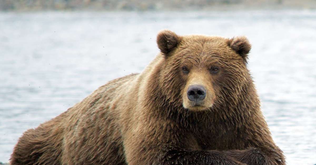 Esses animais se viram muito bem na solidão