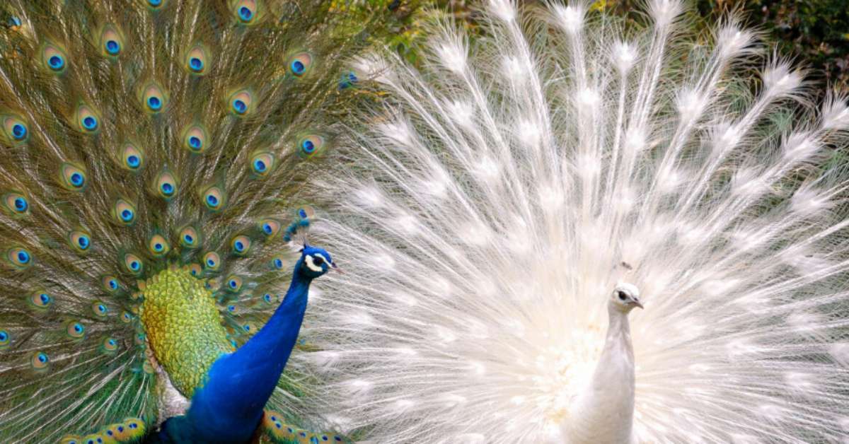 Colorido ou branco, plumagem do pavão é espetáculo visual