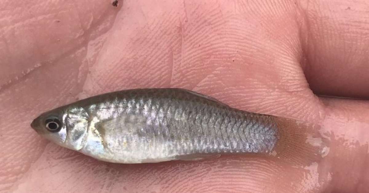 Poecilia formosa: espécie rara de peixe capaz de 'se clonar' sem precisar de machos intriga cientistas