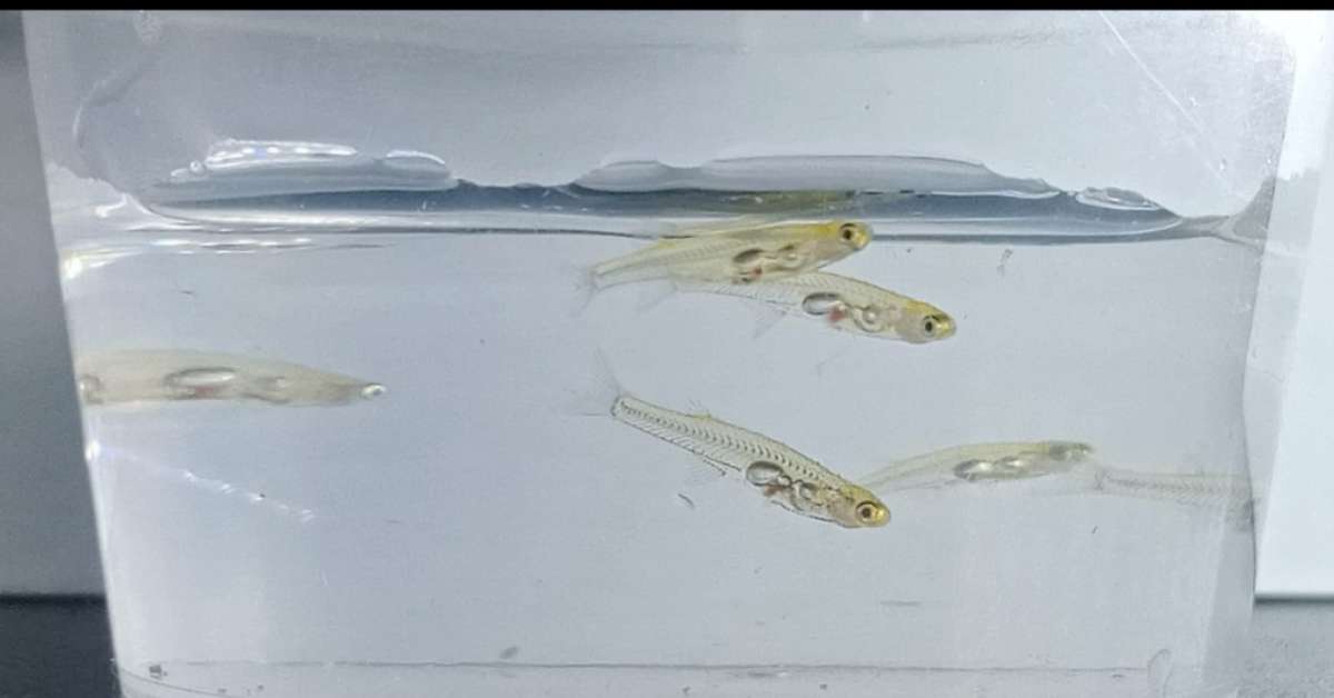 Zoeira natural: os animais mais barulhentos do mundo