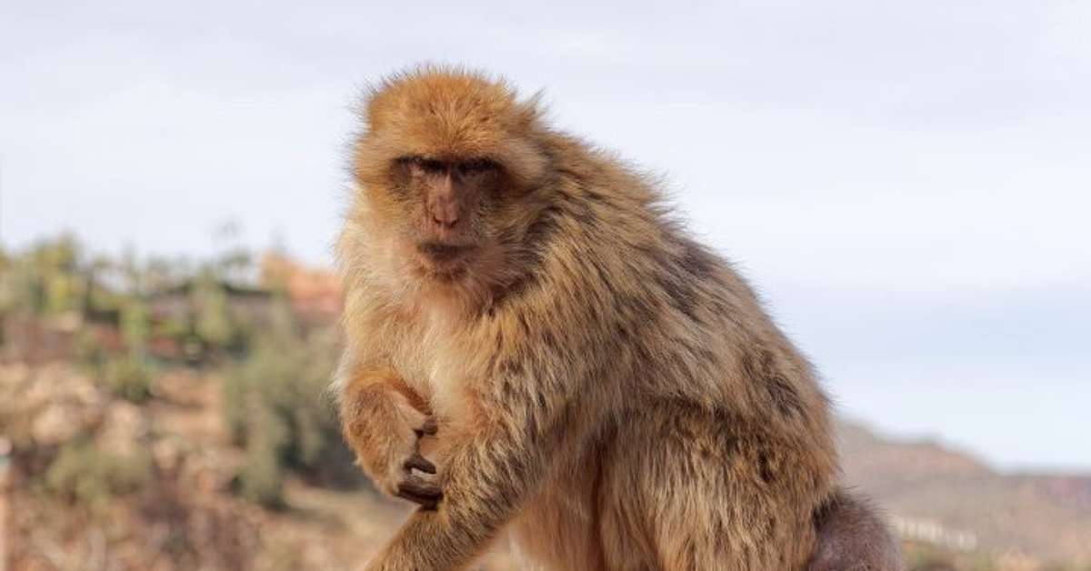 Estudo mostra que macacos de Macaco-de-Gibraltar vêm adotando dieta inusitada para evitar problemas digestivos; entenda