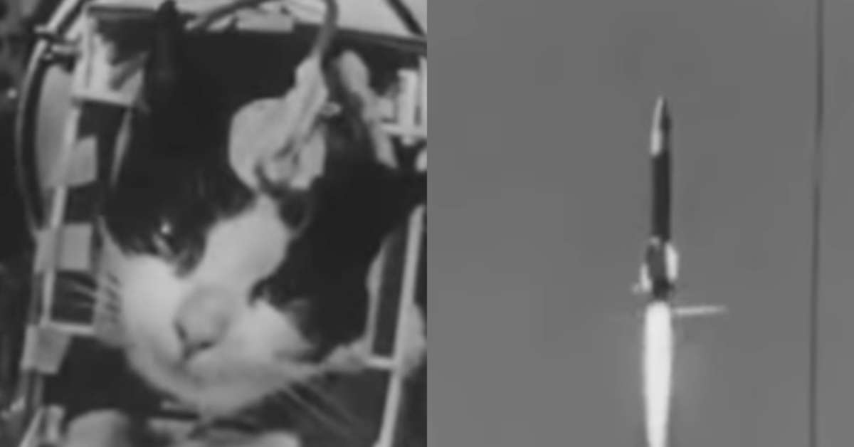 Antes de cadela Laika, uma gata francesa superou astronautas, chegou ao espaço e teve destino trágico
