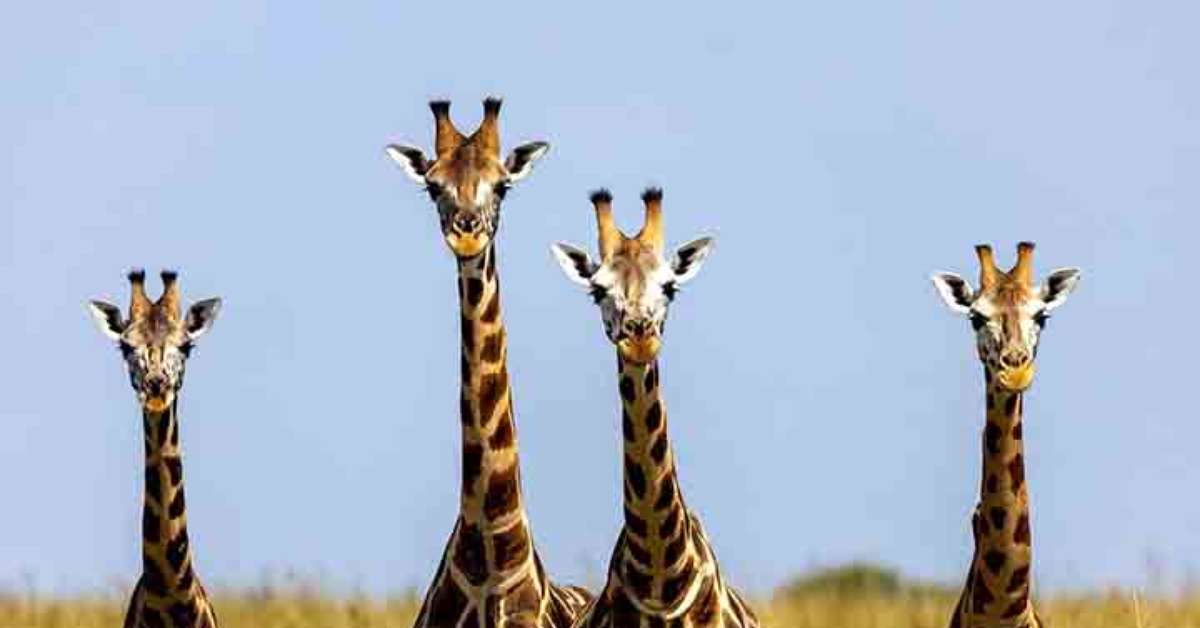 Curiosidades sobre as girafas que vão te surpreender