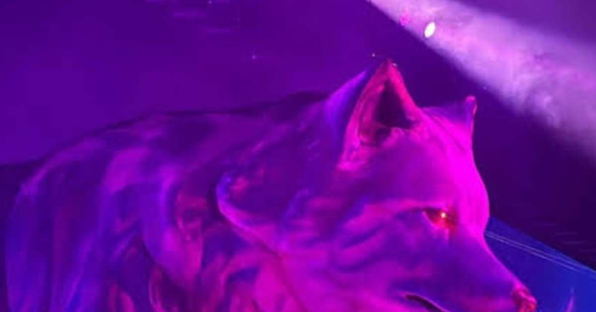 Shakira e o instinto da loba: como se comporta o animal que inspira a cantora colombiana