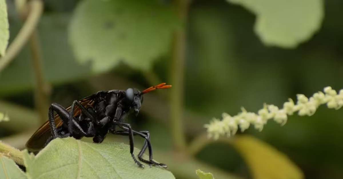 Maior espécie de mosca do mundo tem origem brasileira