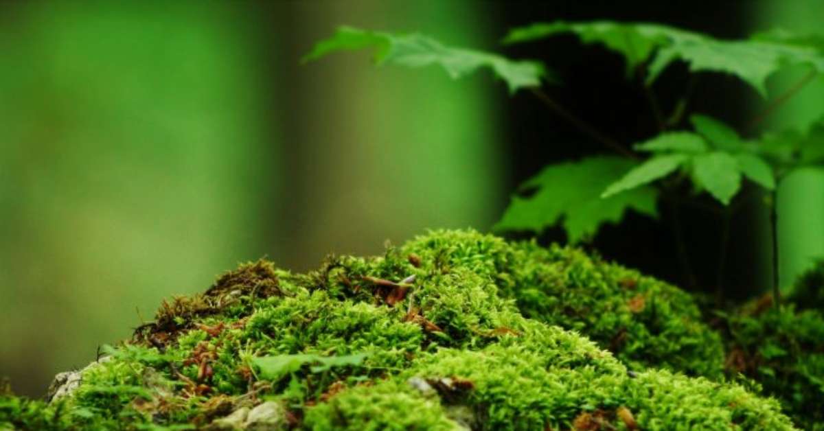 Musgo, o guardião silencioso dos ecossistemas
