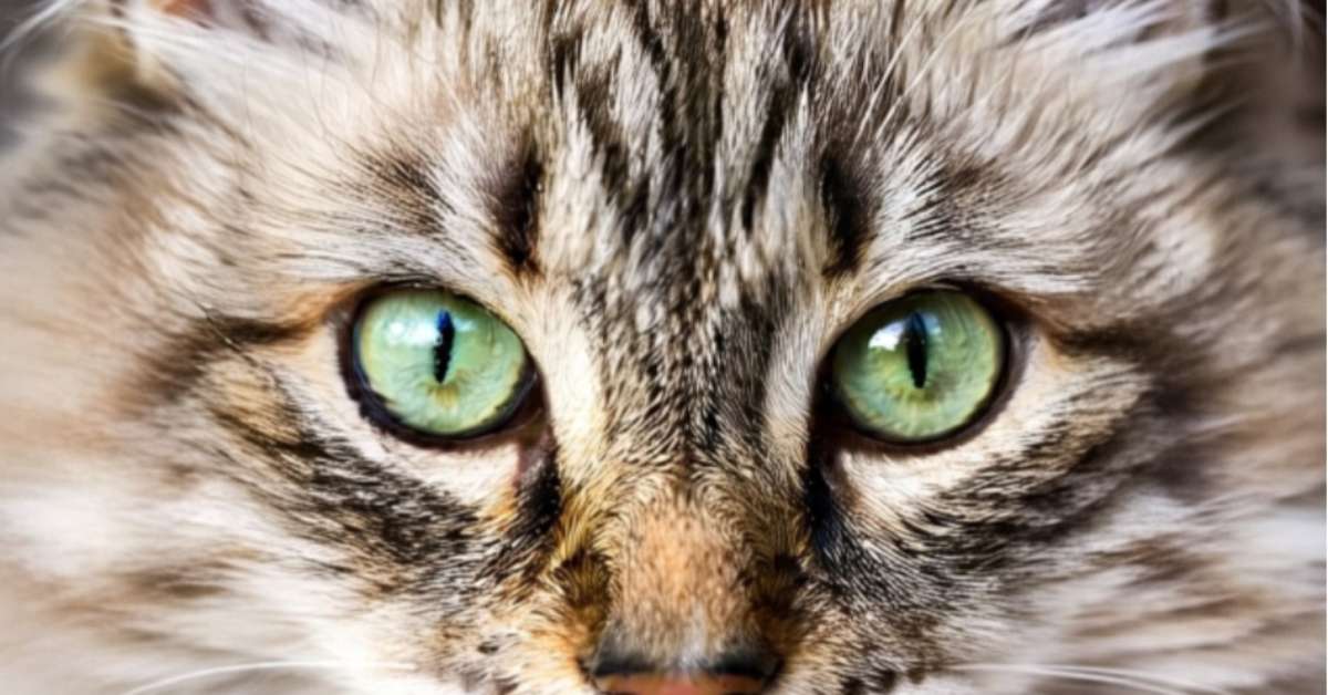 Animais com visão apurada conseguem perceber quase tudo ao redor