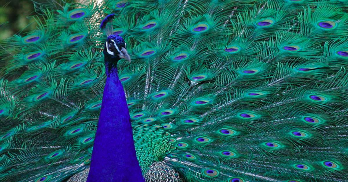 Entre os animais mais bonitos do mundo, o pavão é símbolo de "vaidade"