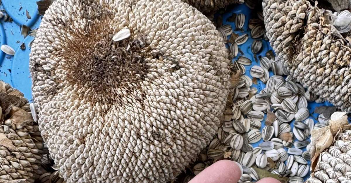 5 grãos e sementes que fazem bem para a saúde