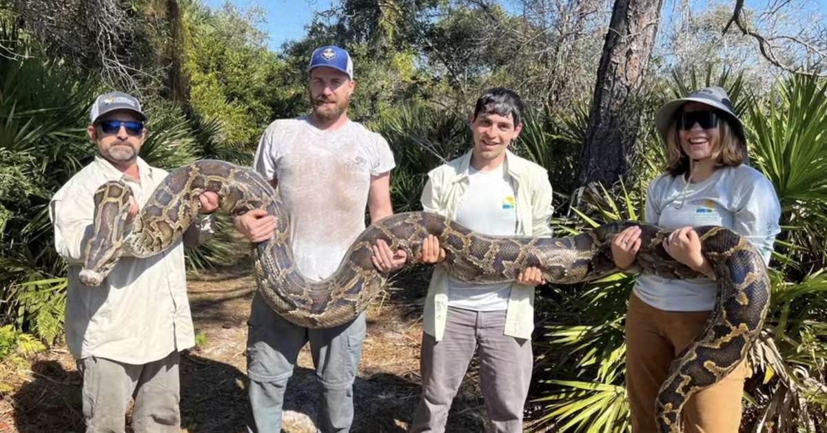 'Cobras-espiãs' ajudam pesquisadores a capturar centenas de pítons invasoras na Flórida; entenda