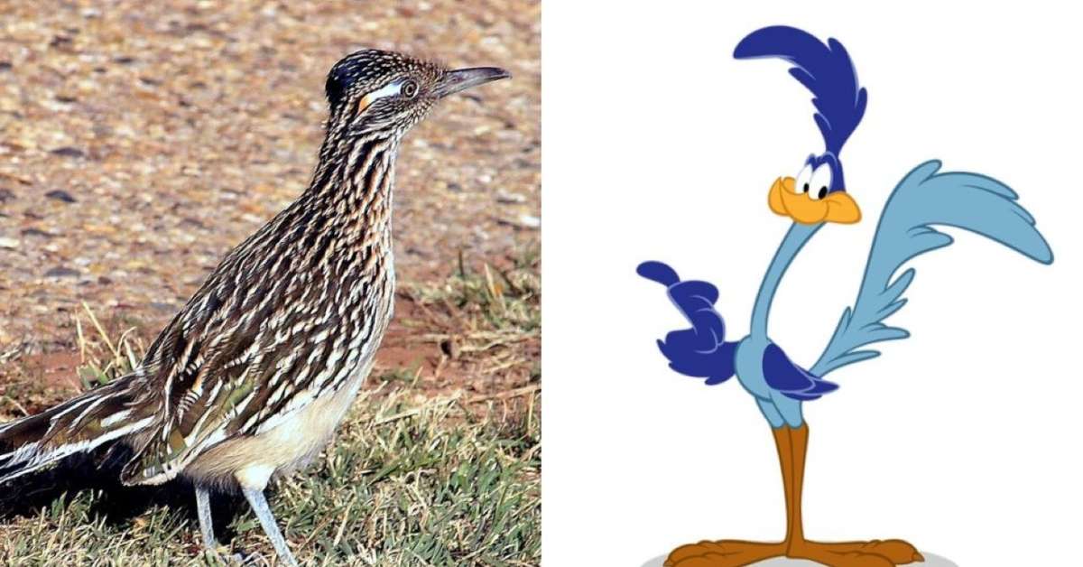 O Papa-Léguas da vida real. Conheça o galo-corredor