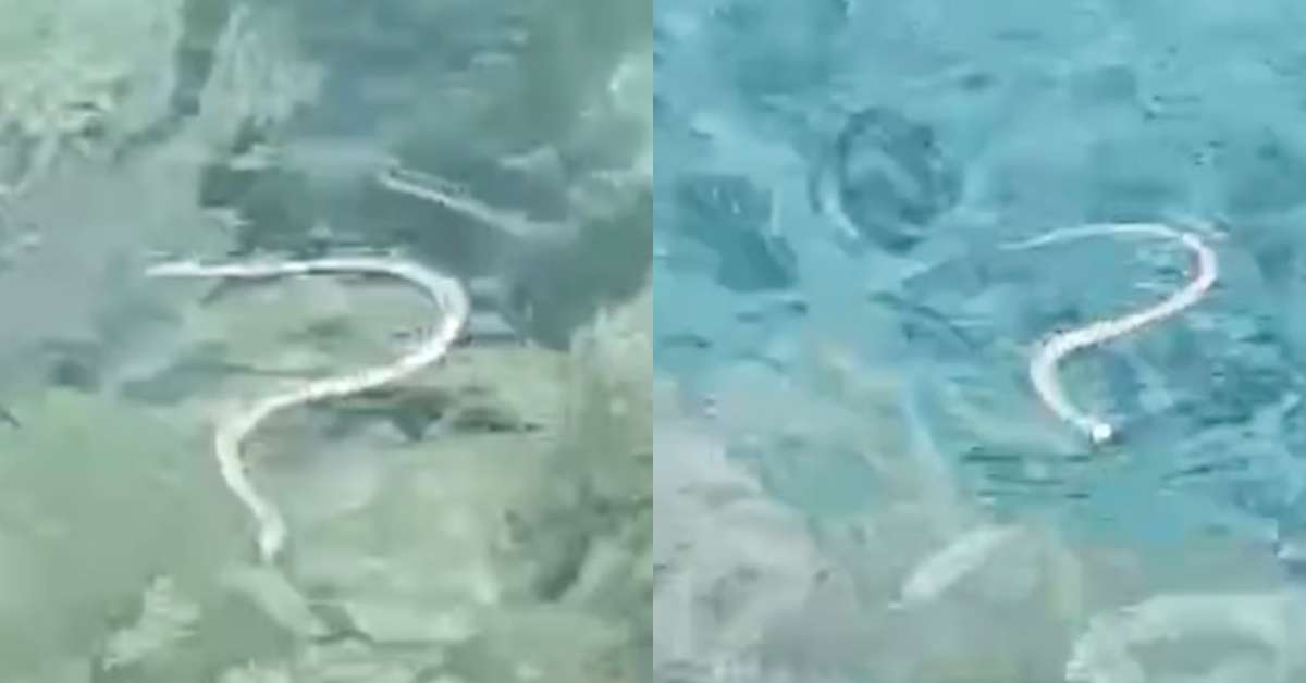 Serpente invasora, cobra-ferradura atravessa ilhas a nado e ameaça espécie de lagarto