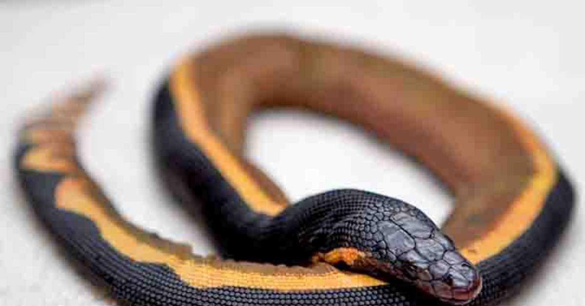 O veneno dessa serpente é tão potente que uma única dose pode matar dezenas de pessoas