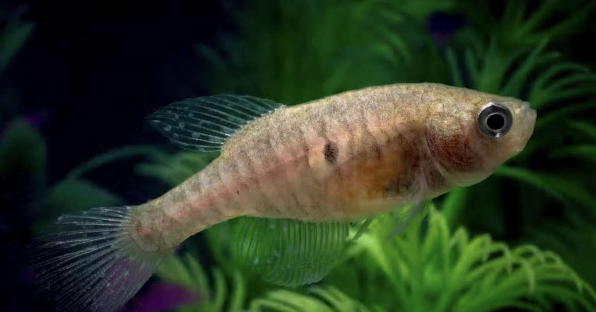 Descoberta de nova espécie de peixe em poça temporária do Pantanal surpreende cientistas
