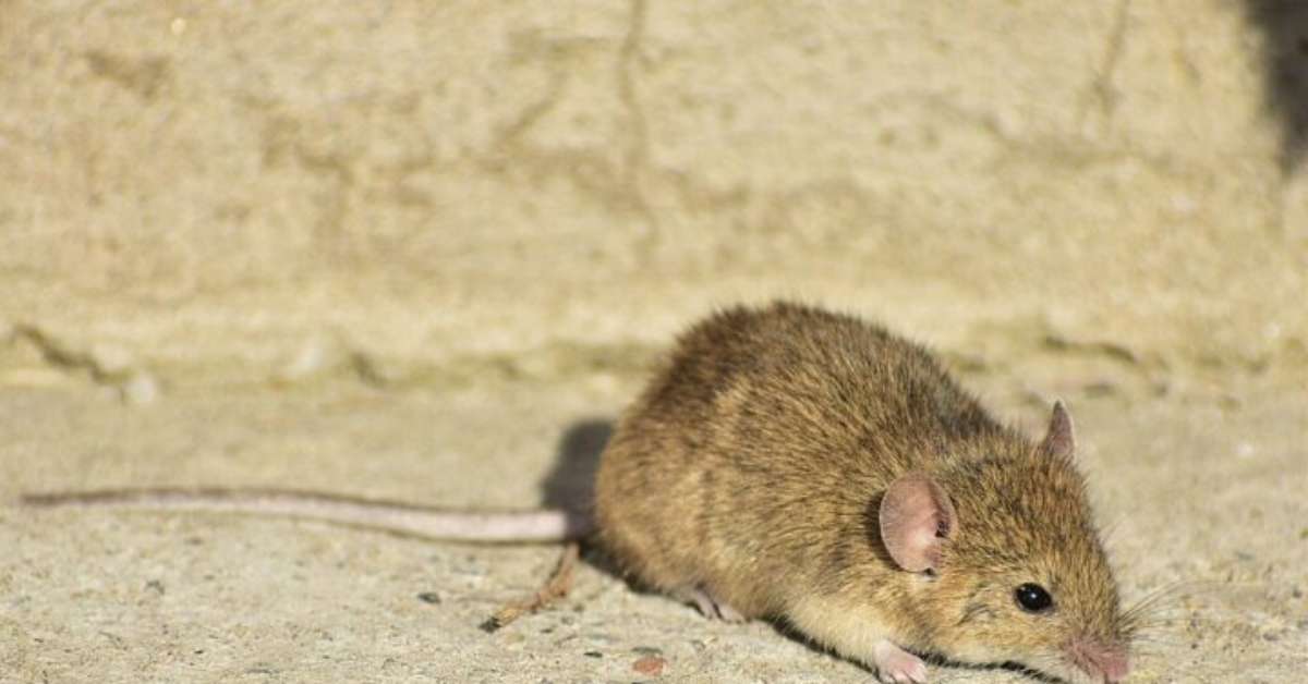 Rato ou camundongo? Entenda as diferenças entre esses roedores