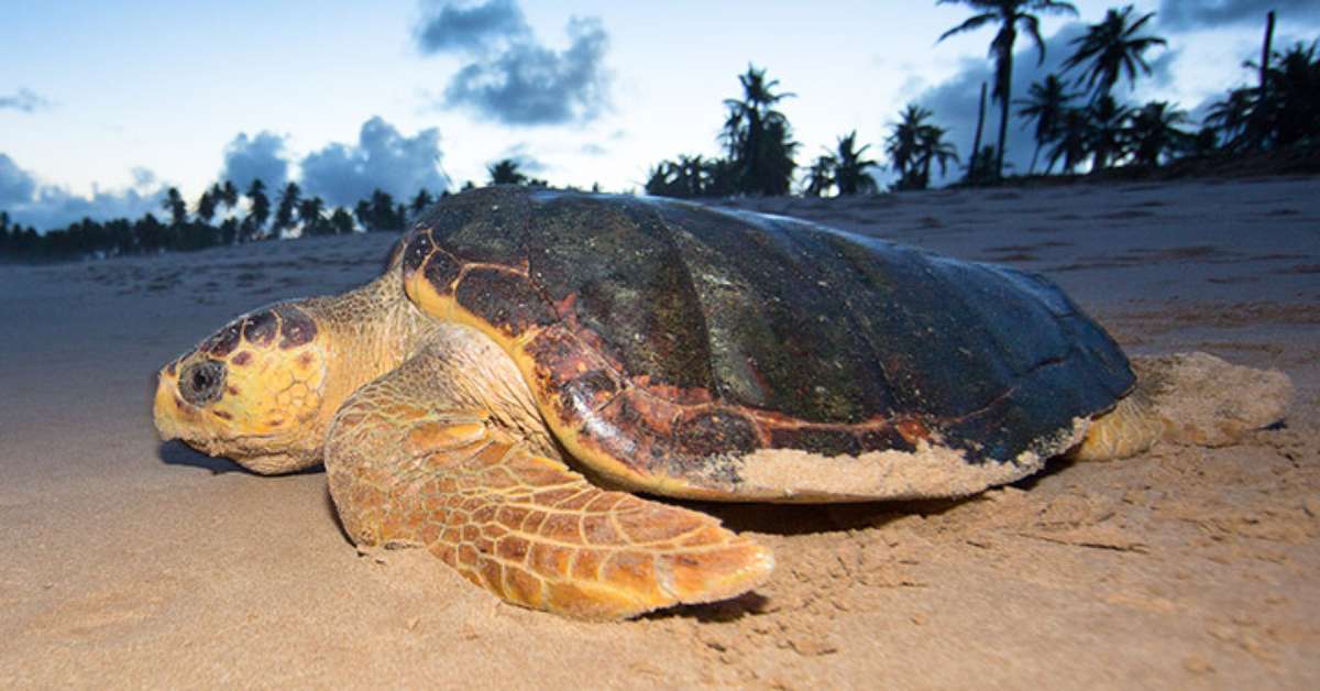 Os animais mais lentos da Terra e por que se movem tão devagar