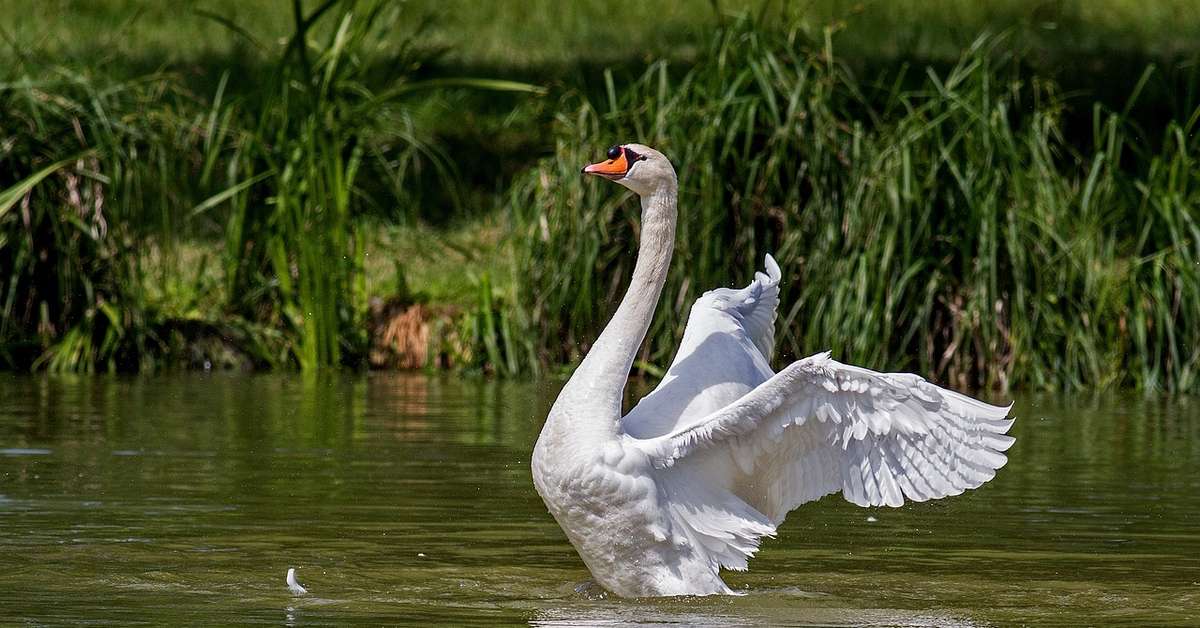 Cisnes: elegância, força e curiosidades sobre uma das aves mais belas do mundo