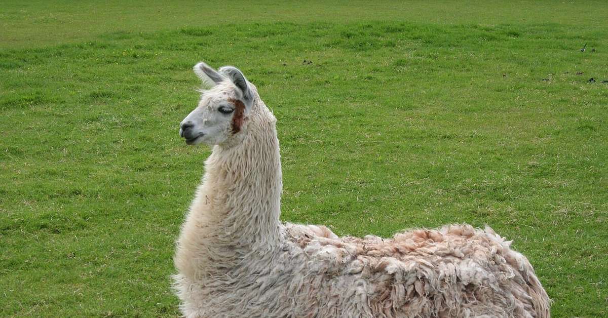 Lhamas: conheça as curiosidades do simpático animal que se tornou símbolo dos Andes
