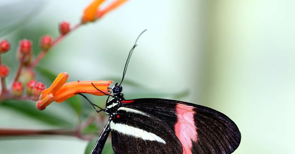 Visão poderosa: estudo revelou habilidade extraordinária de borboleta para encontrar flores em florestas densas