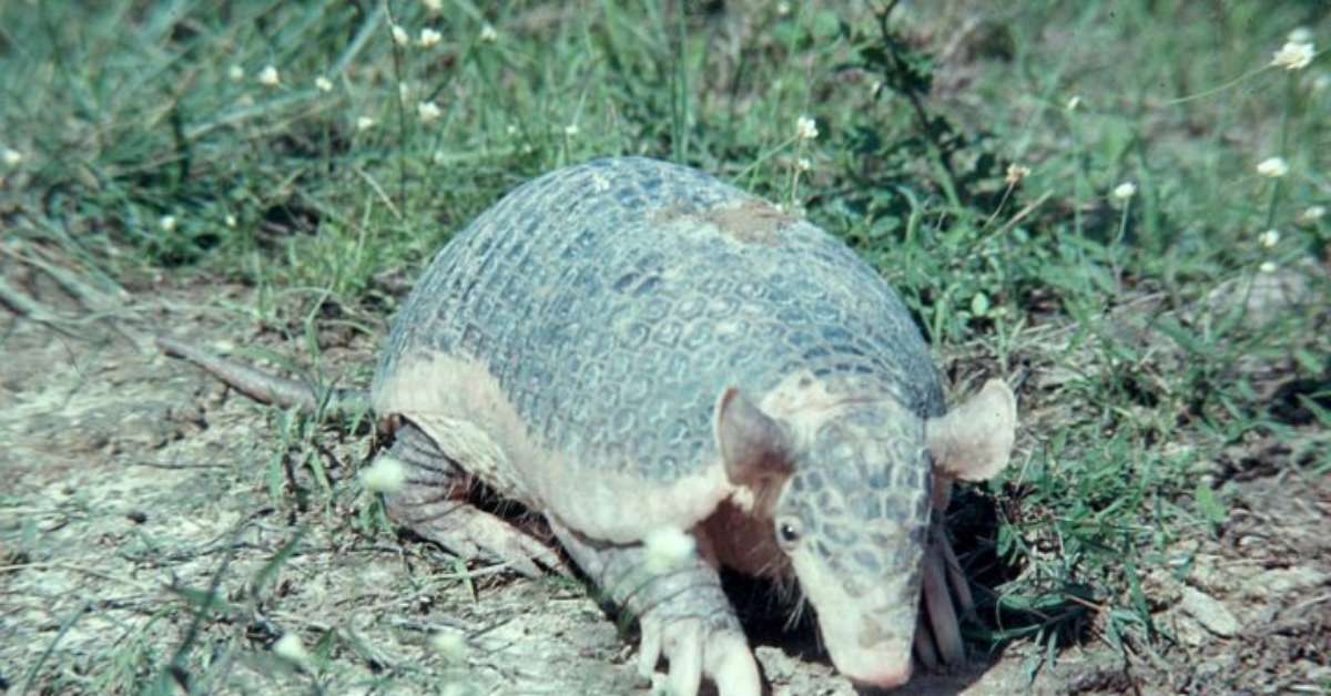 Tatu-canastra: conheça o gigante discreto que ajuda a transformar o ambiente onde vive