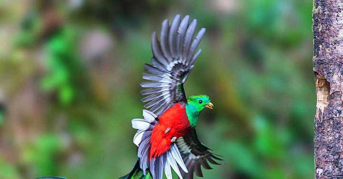 Quetzal: ave de beleza exuberante encanta observadores ao redor do mundo