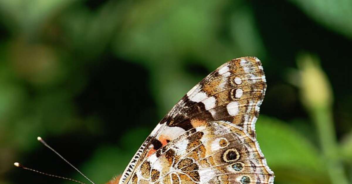 Espécie de borboleta consegue voar milhares de quilômetros sem pousar