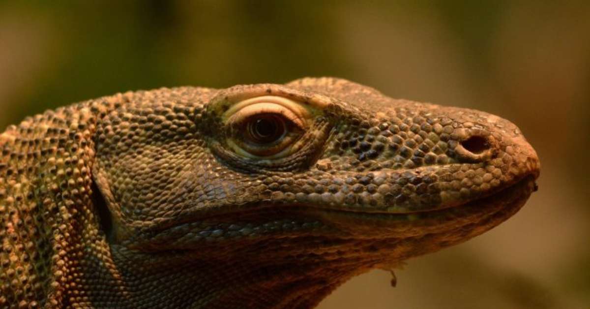 Dragão-de-komodo: força, veneno e curiosidades sobre o maior lagarto do mundo