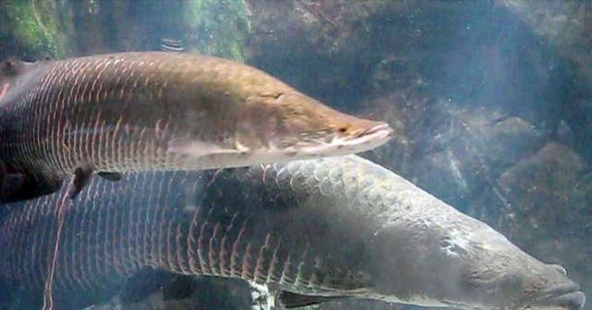 Os maiores peixes que habitam as águas doces do Brasil