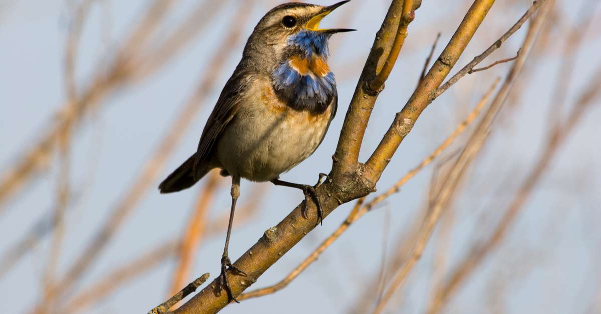 canto de galo para despertador