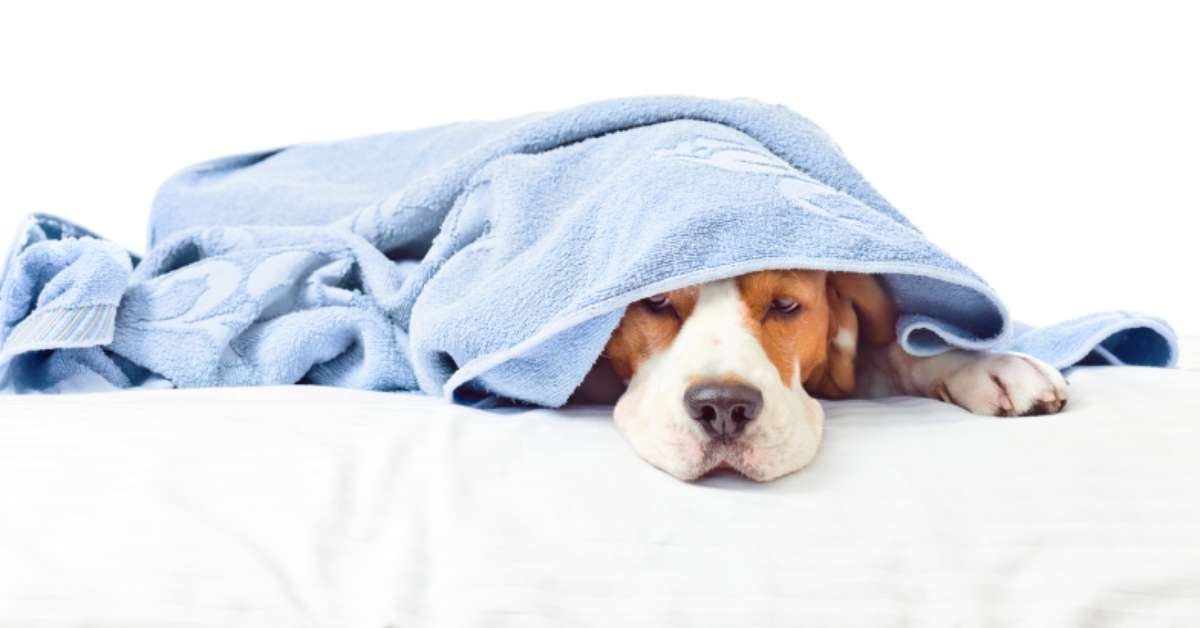 Streptococcus; conheça a bactéria que pode prejudicar a saúde do seu pet