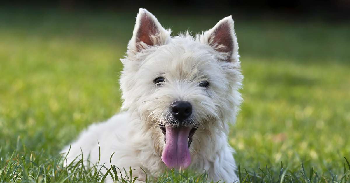 Veja 4 raças de cães brancos muito populares
