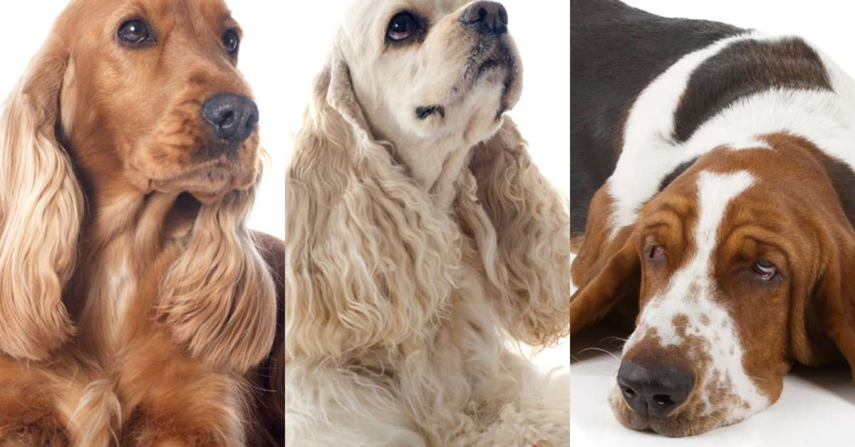 Cachorro orelhudo raça